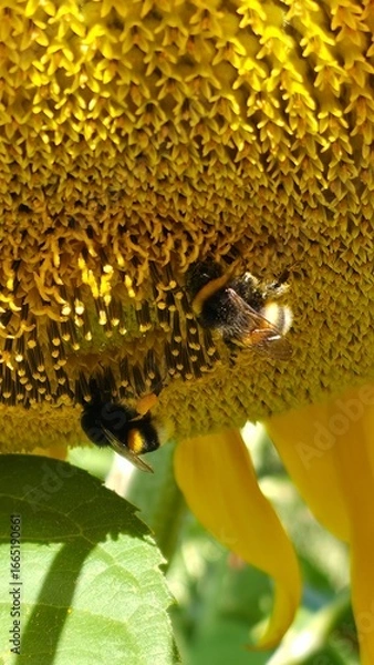 Fototapeta A busy bee, covered in pollen, on a sunflower head. An excellent detail shot, showing the work of insects.
