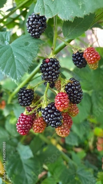 Obraz blackberry on the bush