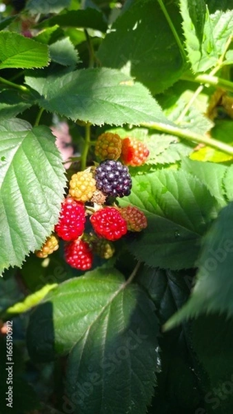 Fototapeta wild strawberry on a bush