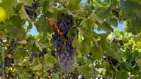 Fototapeta Dark purple grapes hanging from a lush green vine under a clear summer sky. The grapes are ripe and juicy, partially shaded by large grape leaves that add texture and depth to the composition