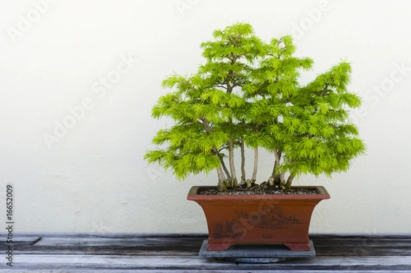 Fototapeta Bonsai Tree