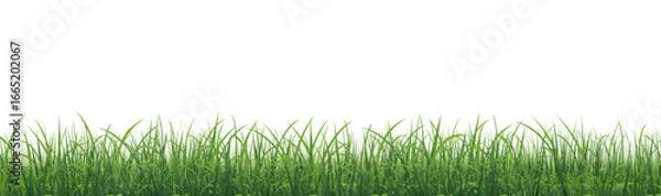 Fototapeta Green Grass Branch Isolated White Background