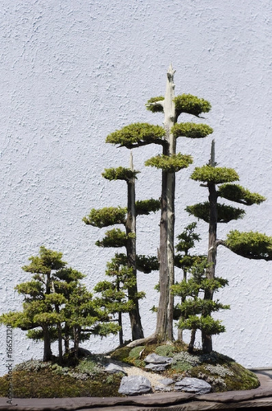 Obraz Bonsai Tree
