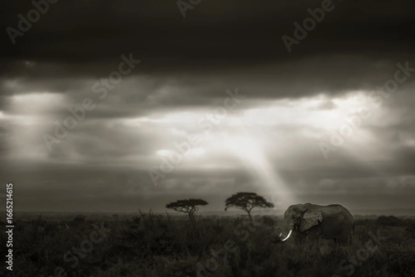 Obraz Elephant Wallpaper