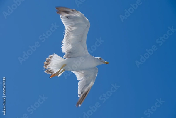 Fototapeta Fliegende weiße Möwe im Gegenlicht schräg von unten