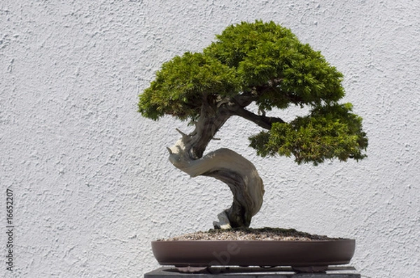 Obraz Bonsai Tree
