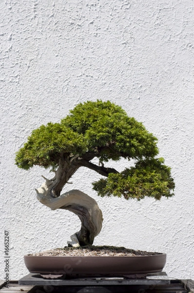 Obraz Bonsai Tree