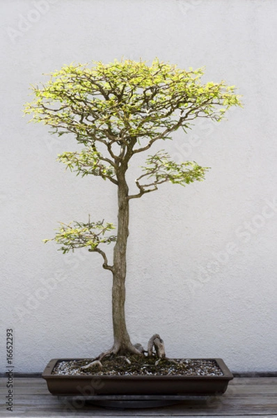 Obraz Bonsai Tree