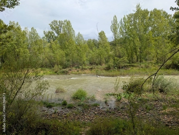 Obraz river in the forest