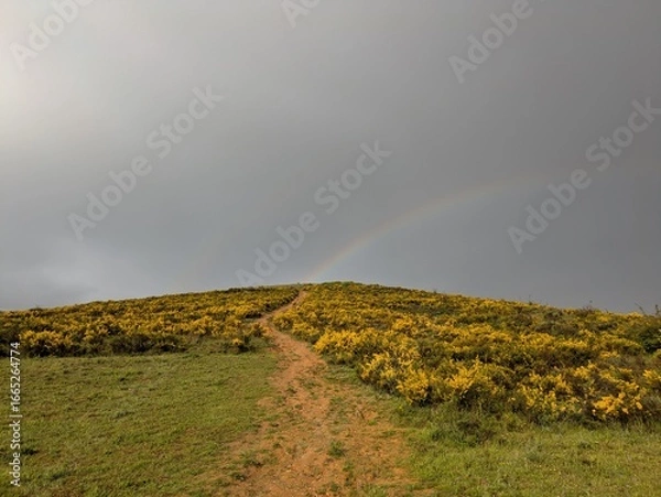 Obraz rainbow over the fields
