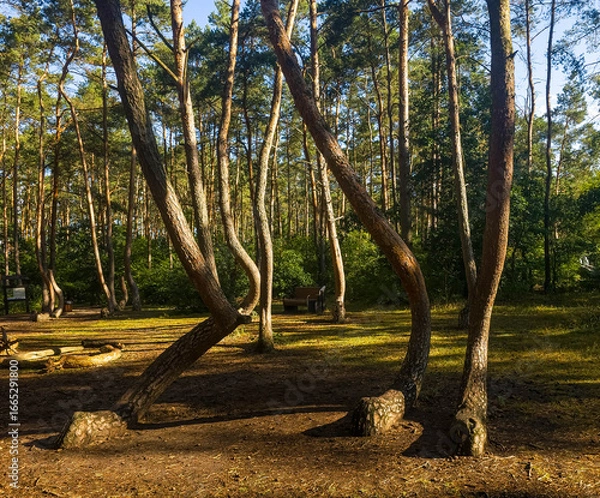Fototapeta A wide shot of the "crooked forest" or "magic forest," where strangely bent trees grow, near Gryfino, Poland in the morning.