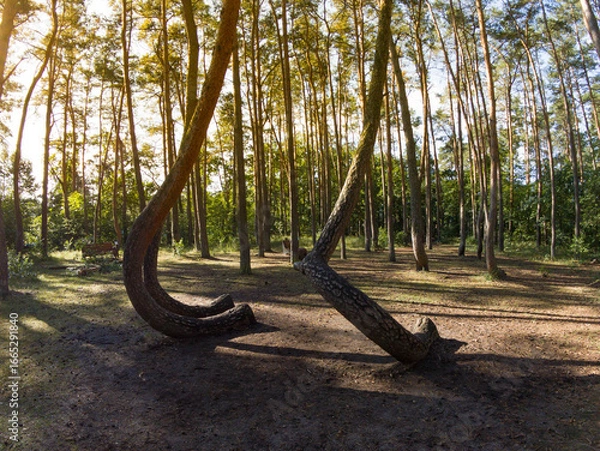 Fototapeta A wide shot of the "crooked forest" or "magic forest," where strangely bent trees grow, near Gryfino, Poland in the morning.