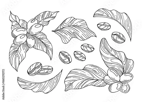 Fototapeta Hand Drawn vector illustration featuring coffee fruits on a branch with leaves and roasted coffee beans, showcasing the journey from nature to the perfect brew, organic shapes.