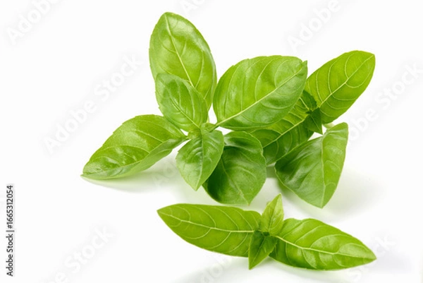 Obraz Fresh Basil Leaves