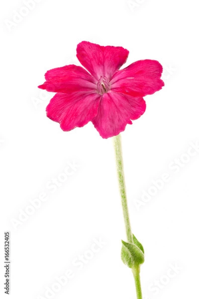 Obraz 花　白バック　ビロウドソウ　