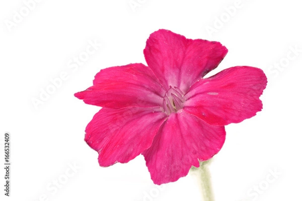 Obraz 花　白バック　ビロウドソウ　