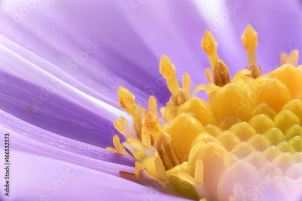 Obraz 花　マクロ撮影　アズマギク