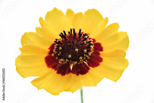 Obraz 花　白バック　ハルシャギク