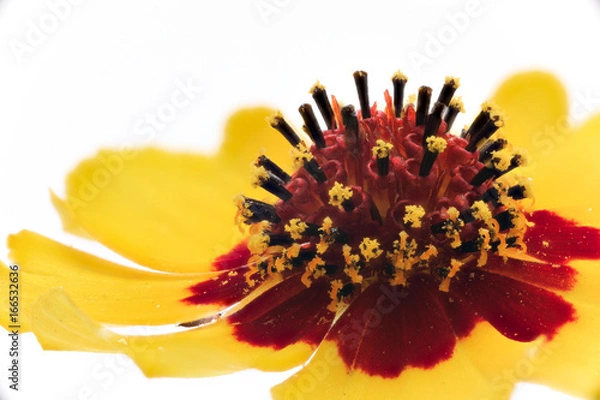 Obraz 花　マクロ撮影　ハルシャギク