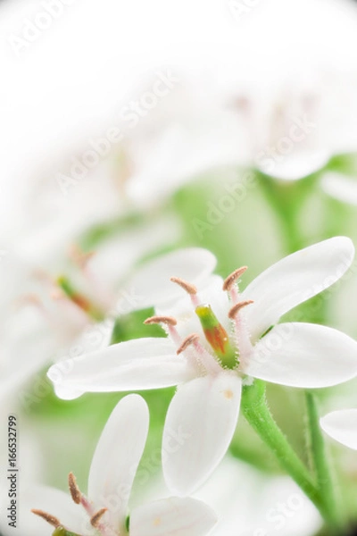 Obraz 花　マクロ撮影　オカトラノオ