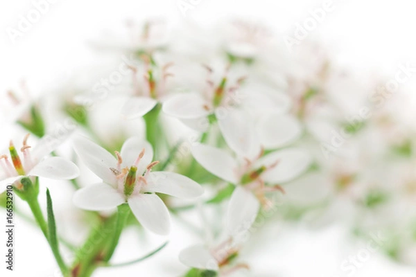 Obraz 花　マクロ撮影　オカトラノオ