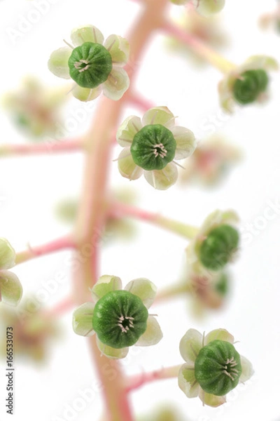 Obraz 花　白バック　ヨウシュヤマゴボウ