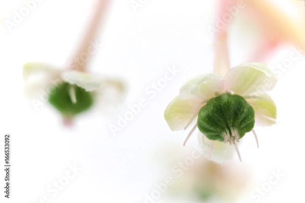 Obraz 花　白バック　ヨウシュヤマゴボウ