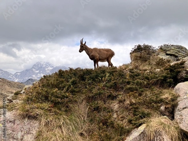 Obraz Stambecco sulle cime alpine