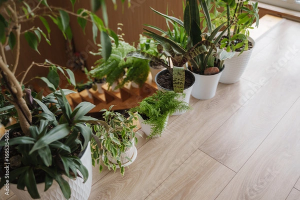 Obraz A lot of indoor plants stand on the floor near the staircase in the house. Beautiful plants in white pots green the apartments. Ficuses, ferns, sansiveria, schefflera and other houseplants.