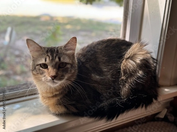 Obraz cat on the window