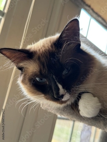 Obraz cat on the window