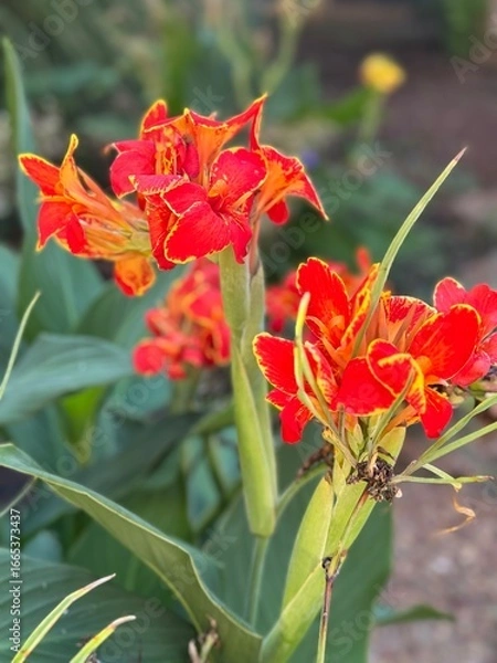 Obraz red and yellow flower