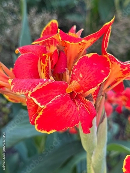 Obraz red hibiscus flower