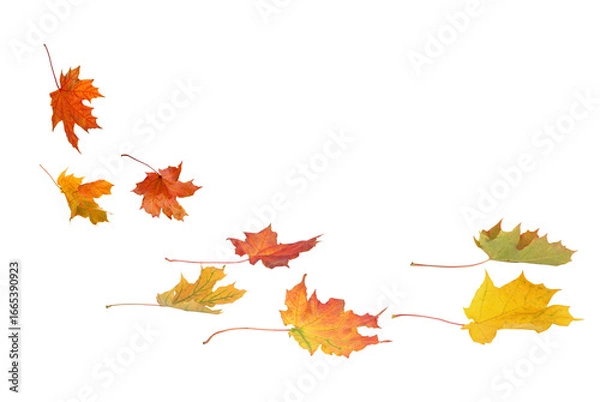 Fototapeta A set of vibrant red, orange and yellow autumn maple leaves isolated on transparent background. Fall designs. Thanksgiving themes, backgrounds, and patterns.