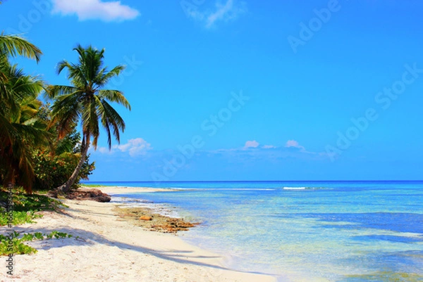 Fototapeta Palm Tree on the Mexican Coast in the Caribbean
