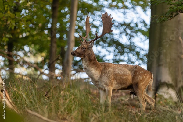 Fototapeta Fallow deer