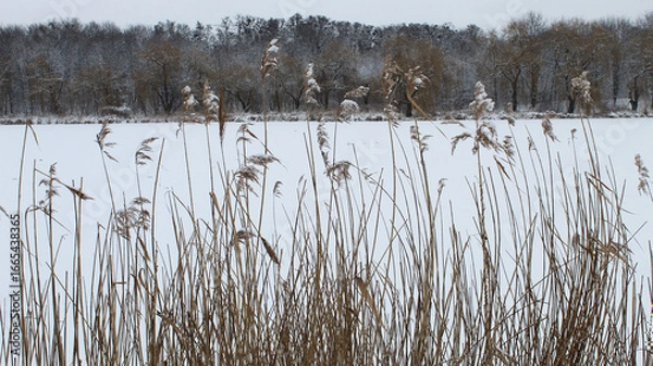 Fototapeta Frost-covered reeds by a frozen lake in winter's serene landscape
