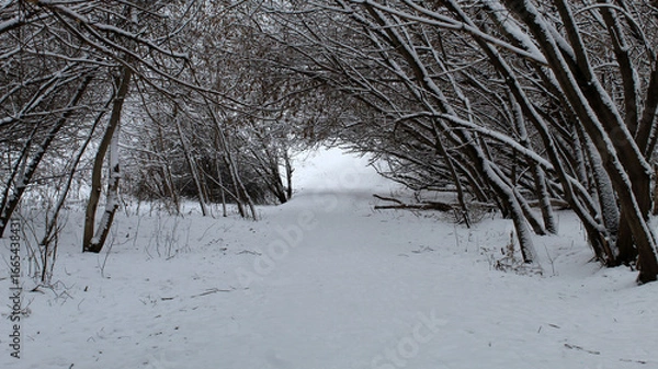 Fototapeta Winter pathway surrounded by snow-covered trees inviting exploration in a serene landscape