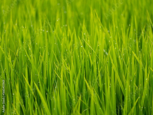 Fototapeta 朝露に濡れた水田の稲