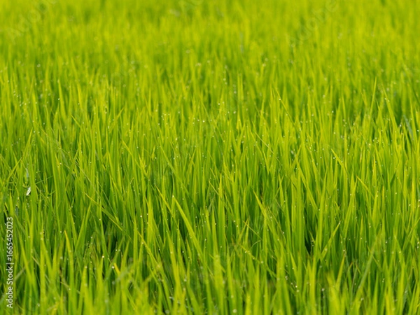 Fototapeta 朝露に濡れた水田の稲