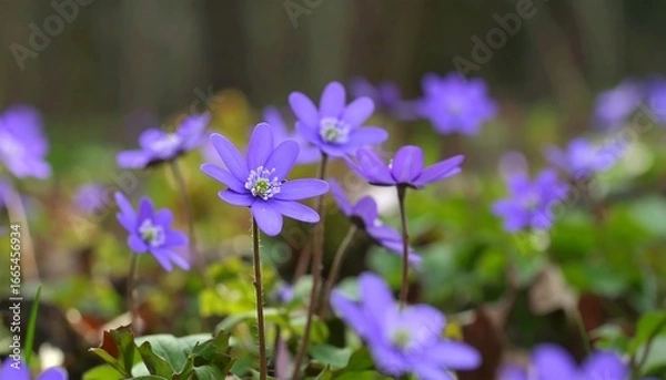 Obraz Vibrant violet wildflowers in a soft-focus forest setting.