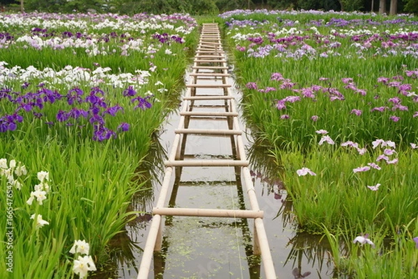 Obraz 日本の横須賀しょうぶ園のカラフルしょうぶの花、あやめ。7月初夏。