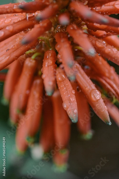 Fototapeta red flower