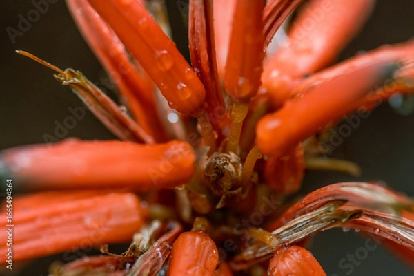 Fototapeta red flower