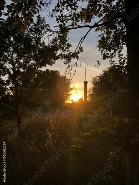 Obraz Sunset through the trees 