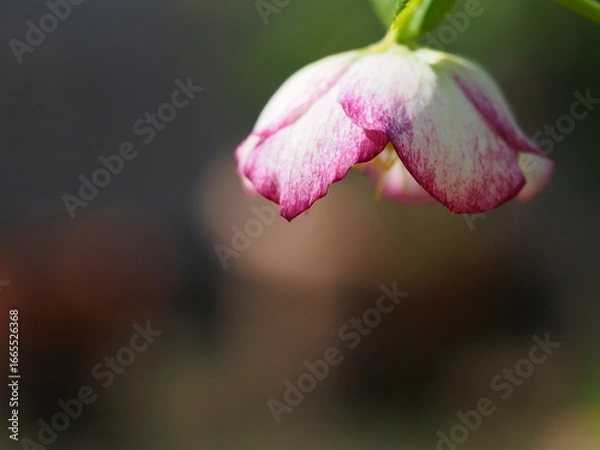 Obraz クリスマスローズの花とコピースペース