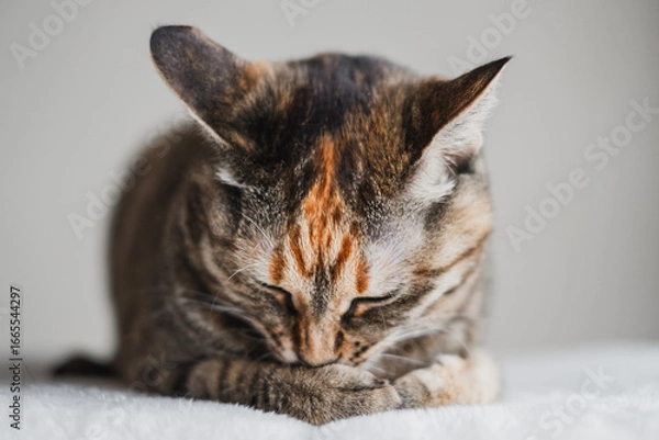 Obraz 香箱座りをして顔を埋める猫