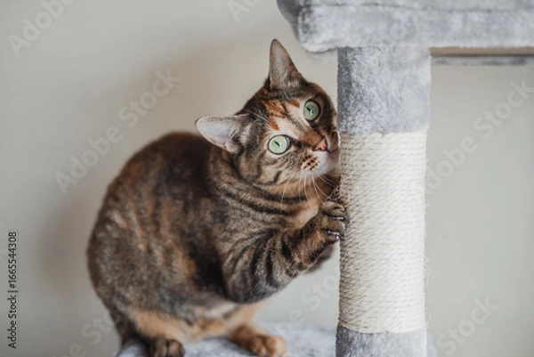 Obraz キャットタワーで爪を爪研ぎをする猫