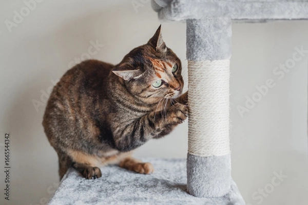 Obraz キャットタワーで爪を爪研ぎをする猫