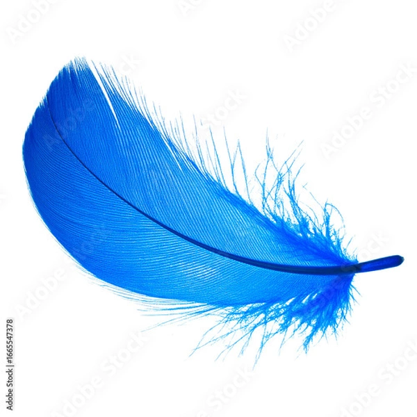 Fototapeta blue feather on a transparent isolated background. png 
